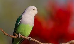 Aguapornis Canus: Encanto e Mistério do Inseparável Malgaxe periquito agapornis, malgache inseparable
