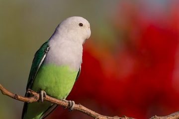 periquito agapornis, malgache inseparable