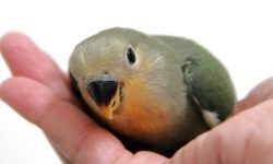 Beleza e Companheirismo: Descobrindo o Encanto do Agapornis passaro agapornis, passarinho agapornis