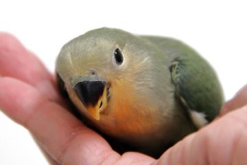 passaro agapornis, passarinho agapornis