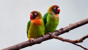Agapornis Nigrigenis, reino das aves, Inseparável das Bochechas Negras 1
