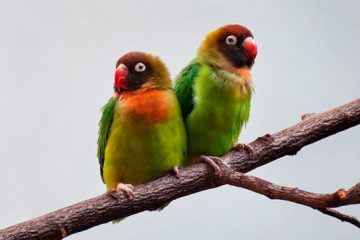 Agapornis Nigrigenis, reino das aves, Inseparável das Bochechas Negras 1
