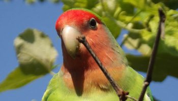 Agapornis pullarius, reino das aves, Inseparável Cara Vermelha 1