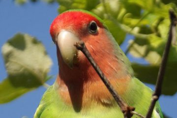 Agapornis pullarius, reino das aves, Inseparável Cara Vermelha 1