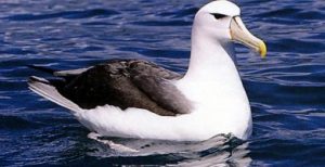 Albatross
