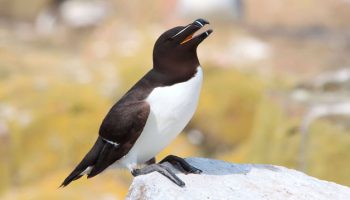 Alça Comum, aves marinhas, reino das aves