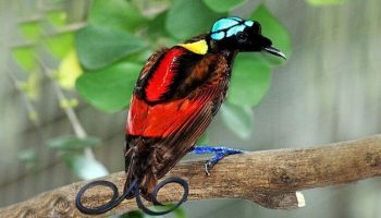 Aves do Paraiso | Informações, Características e Curiosidades Aves exóticas, reino das aves, Aves do paraíso, Paradisaeidae