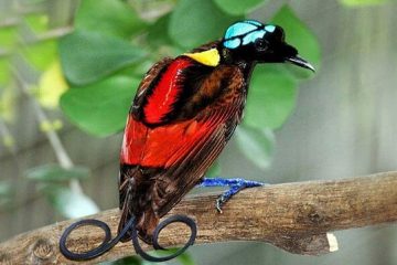 Aves exóticas, reino das aves, Aves do paraíso, Paradisaeidae