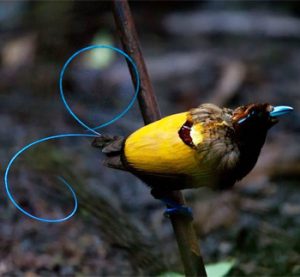 Aves exóticas, reino das aves, Cicinnurus magnificus