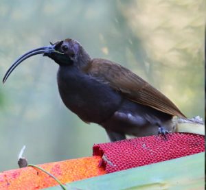 Aves exóticas, reino das aves, Drepanornis albertisi