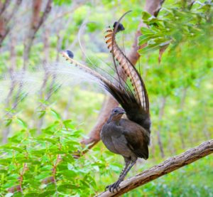 Aves exóticas, reino das aves, Menura alberti