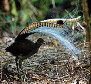 Aves exóticas, reino das aves, Menura novaehollandiae