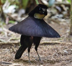Aves exóticas, reino das aves, Parotia sefilata