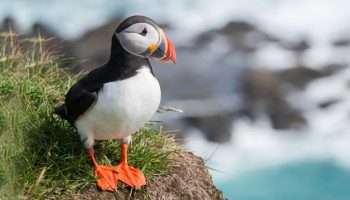 Aves exóticas, reino das aves, Puffin, Fratercula arctica