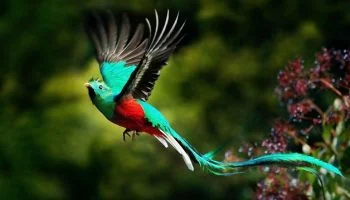 Aves exóticas, reino das aves, Quetzal, Pharomachrus mocinno