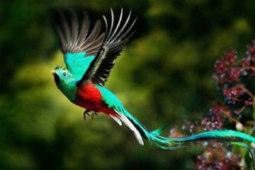 Aves exóticas, reino das aves, Quetzal, Pharomachrus mocinno