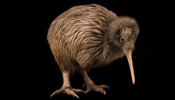 Aves exóticas, reino das aves, kiwi, Apteryx australis