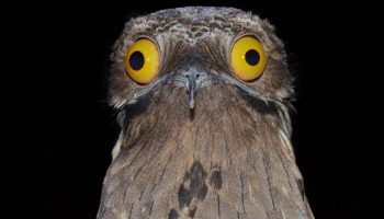 Aves exóticas, reino das aves, urutaú, Nyctibius griseus