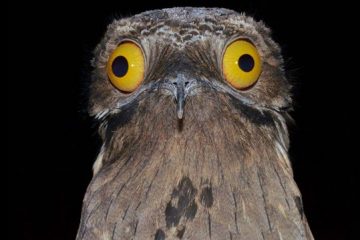 Aves exóticas, reino das aves, urutaú, Nyctibius griseus