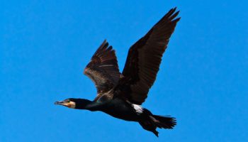 Aves marinhas, Corvo-marinho Grande