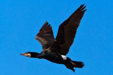 Aves marinhas, Corvo-marinho Grande