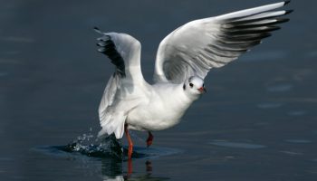 Aves marinhas, Gaivota Guincho Comum