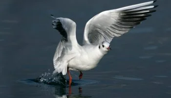 Gaivota de Cabeça Preta | Características do Chroicocephalus Ridibundus Aves marinhas, Gaivota Guincho Comum