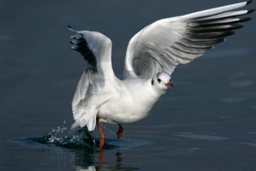 Aves marinhas, Gaivota Guincho Comum