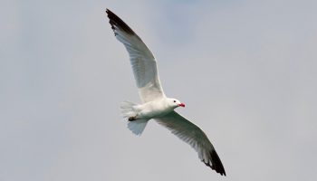 Gaivota de Audouin | Curiosidades e Características do Larus audouinii Aves marinhas, Gaivota de Audouin
