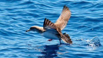 Pardela Cinderela | Características do Calonectris Diomedea Aves marinhas, Pardela Cinderela