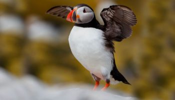 Criação da Aves Exoticas: Uma Guia para Começar Fratercula arctica, Aves marinhas, puffin do Atlântico