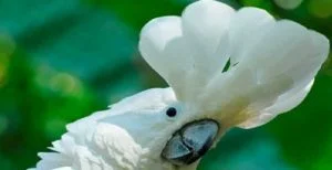 Cacatúas, Cacatua Alba