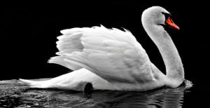 Cisne