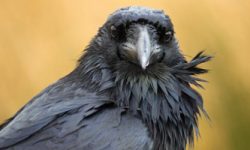 Criando um Corvo de Estimação: Guia Completo para Iniciantes Corvos, pode ter corvo de estimação