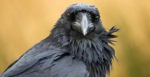 Corvos, pode ter corvo de estimação