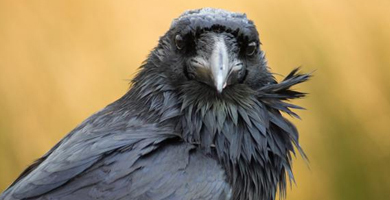 Corvos, pode ter corvo de estimação