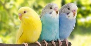 Periquitos