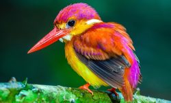 peixeiro-martin-dorsirrufo