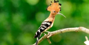 abubilla-euroasiatica