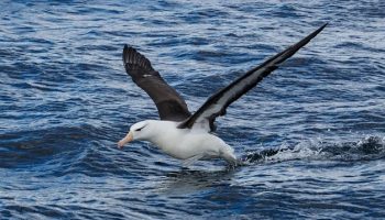 Albatros Vogel | Merkmale, Arten und Kuriositäten