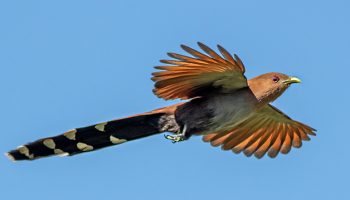 Alma de Gato "Piaya Cayana" Aves Silvestres da Fauna Brasileira Reino das aves, Alma de gato, Piaya cayana
