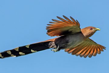 Reino das aves, Alma de gato, Piaya cayana