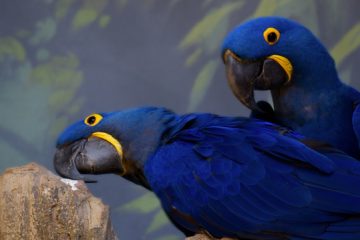Arara azul, Reino das aves Arara