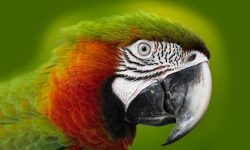 🐦 Brilhante e Bonito Arara: Os Tipos e Características do Reino das Aves