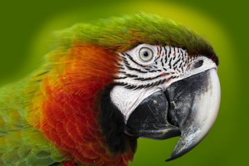 Reino das aves Arara