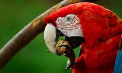 Reino das aves Arara