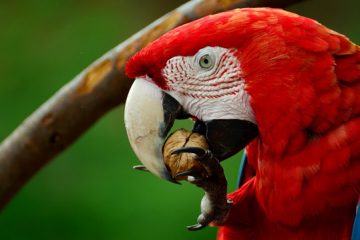 Reino das aves Arara