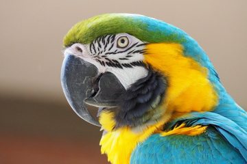 Reino das aves Arara