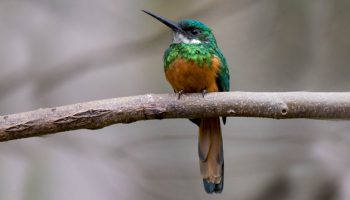 O Ariramba de Cauda Ruiva (Galbula ruficauda) Reino das aves, Ariramba de Cauda Ruiva, Galbula ruficauda