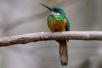 Reino das aves, Ariramba de Cauda Ruiva, Galbula ruficauda